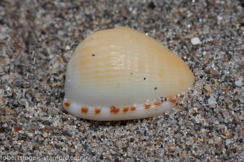 shell